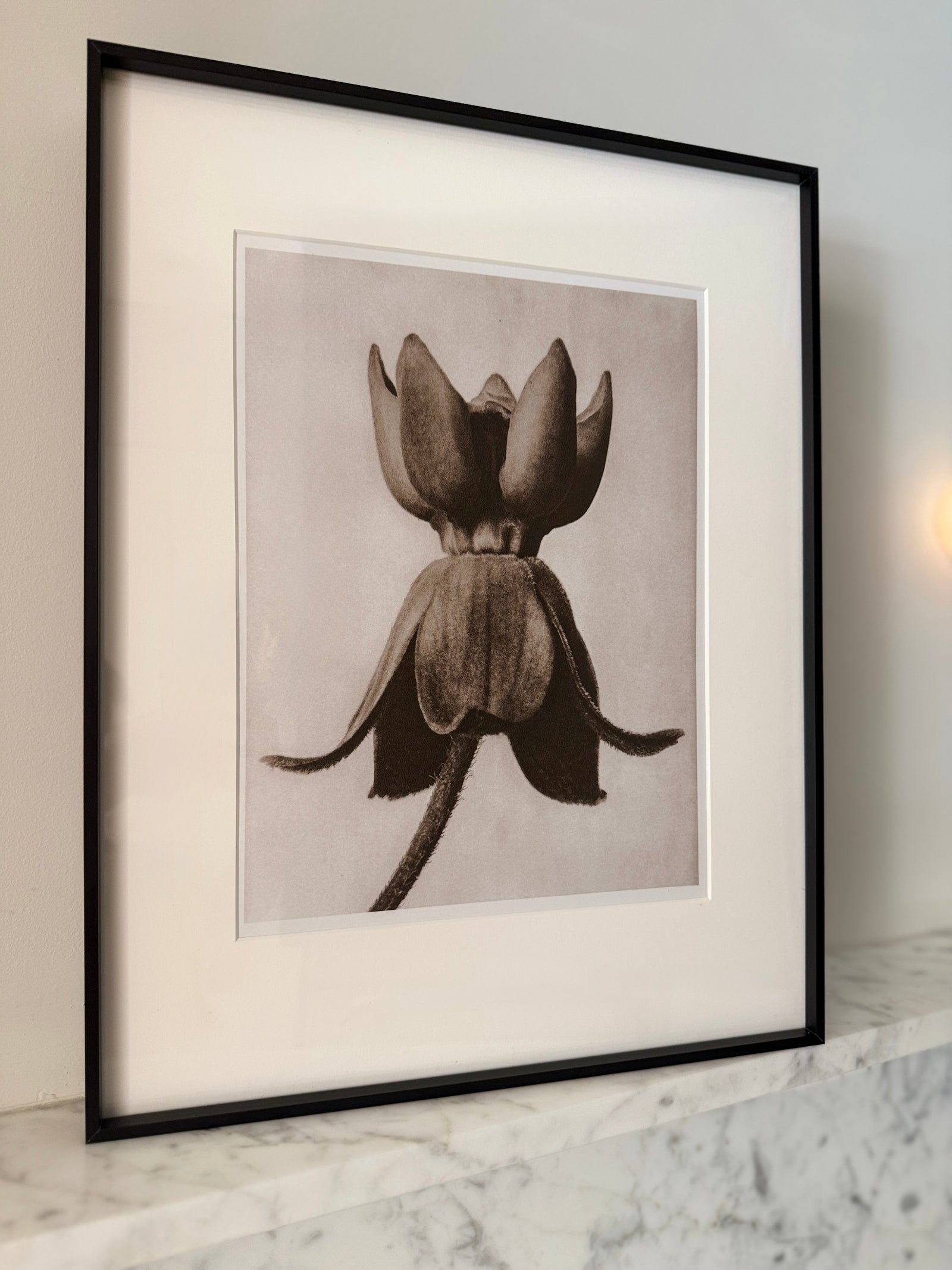 Botanical Relics I by Found Art-Found Art-Poster Child Prints