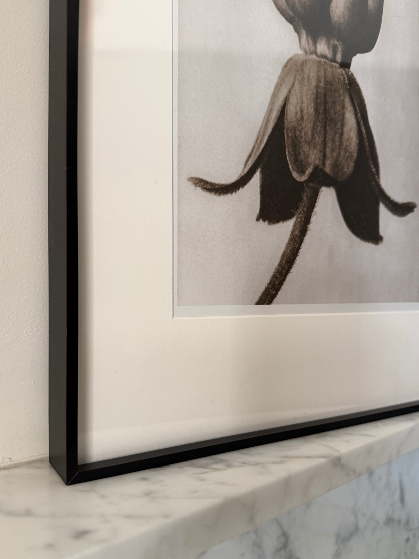 Botanical Relics I by Found Art-Found Art-Poster Child Prints