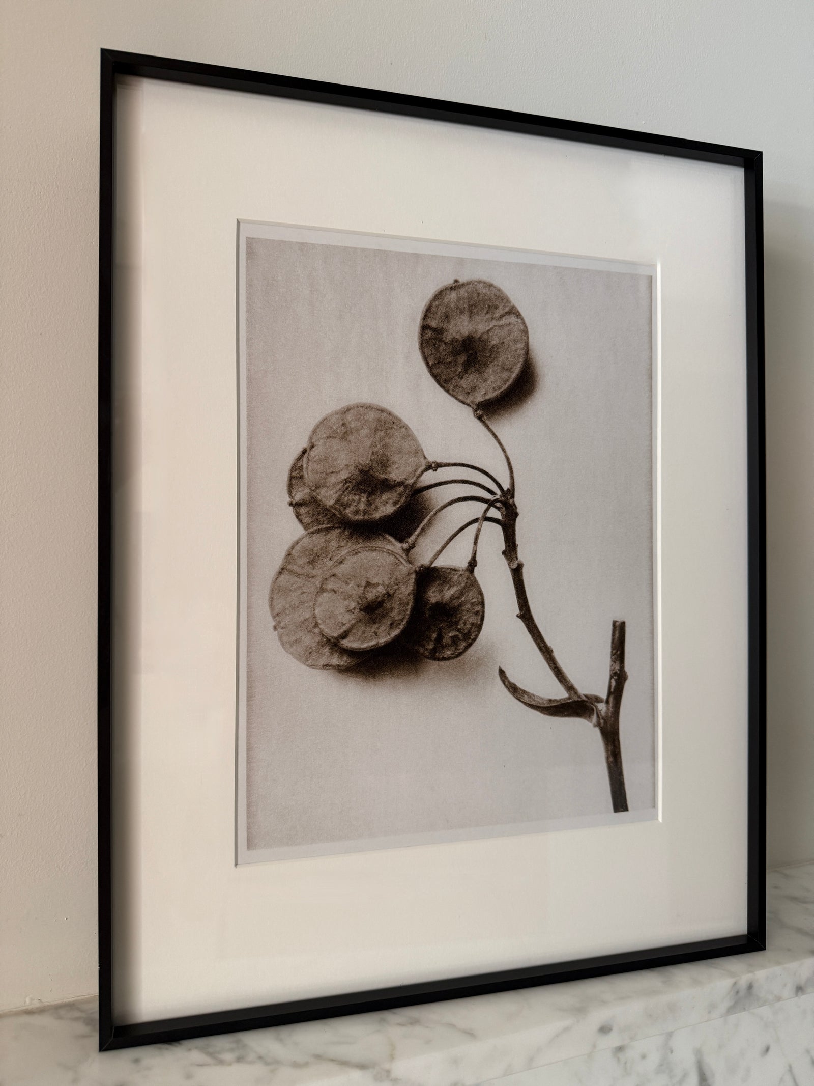 Botanical Relics II by Found Art-Found Art-Poster Child Prints
