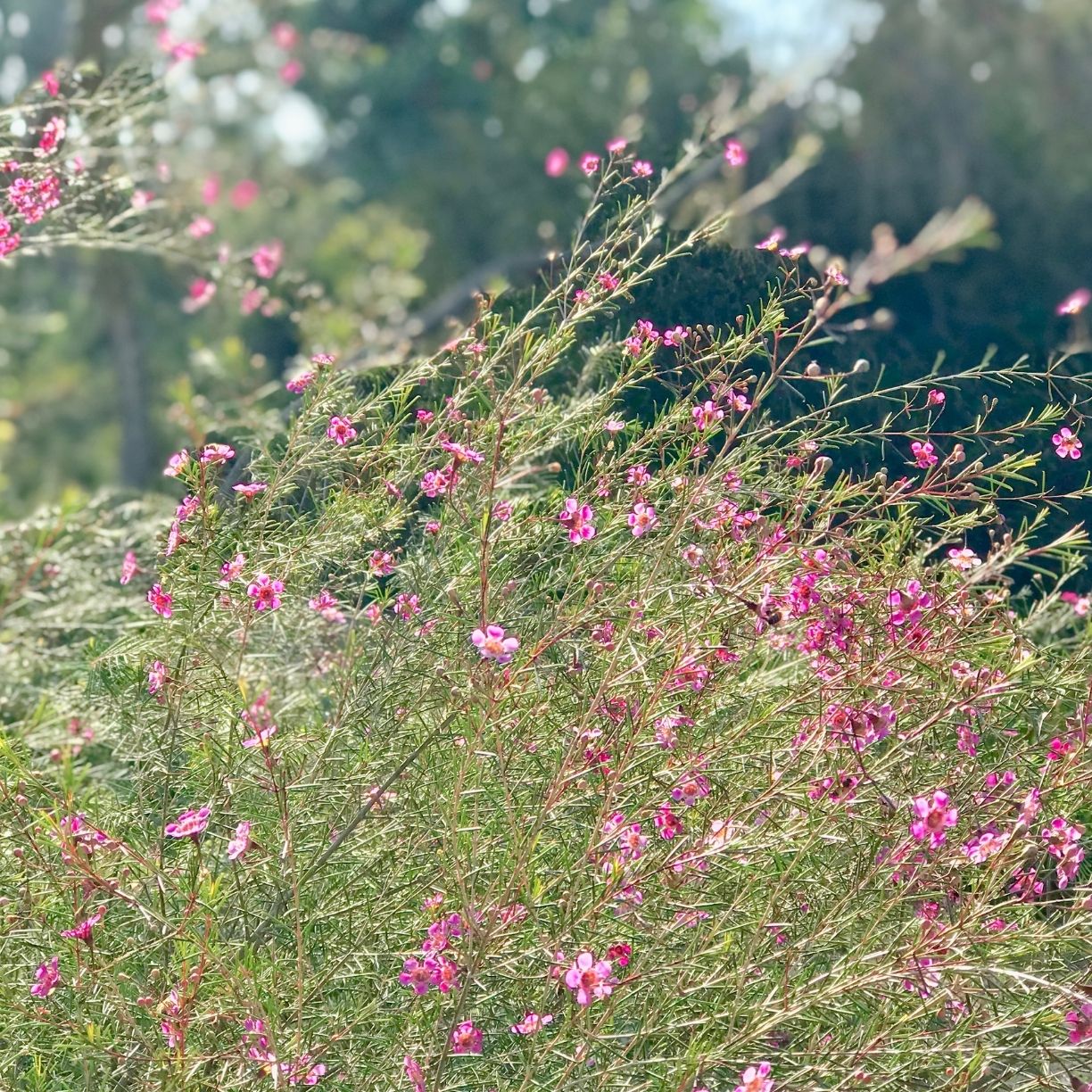 Huntington by PCP Collection-Giclée Print-Poster Child Prints