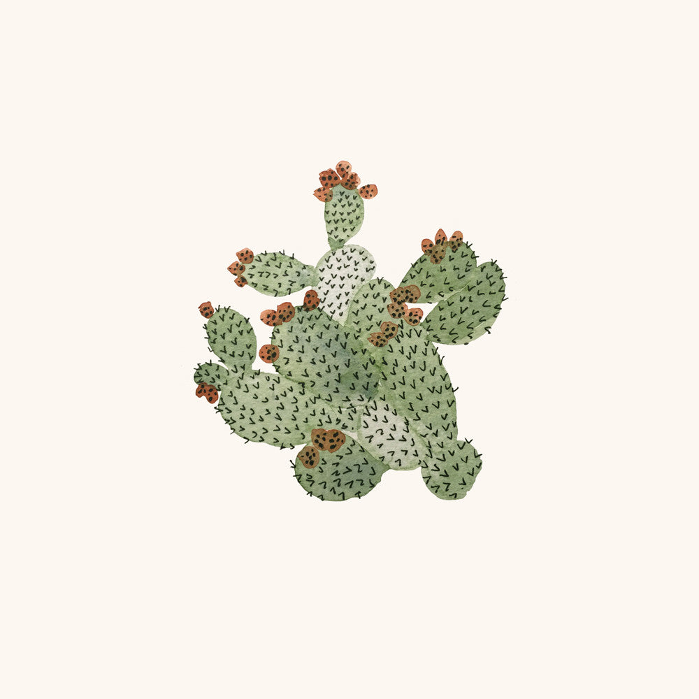 Barbary Fig by Sara Combs | Print | Poster Child Prints