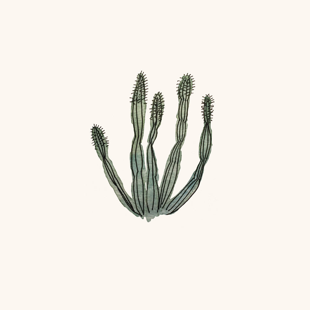 Senita by Sara Combs | Print | Poster Child Prints