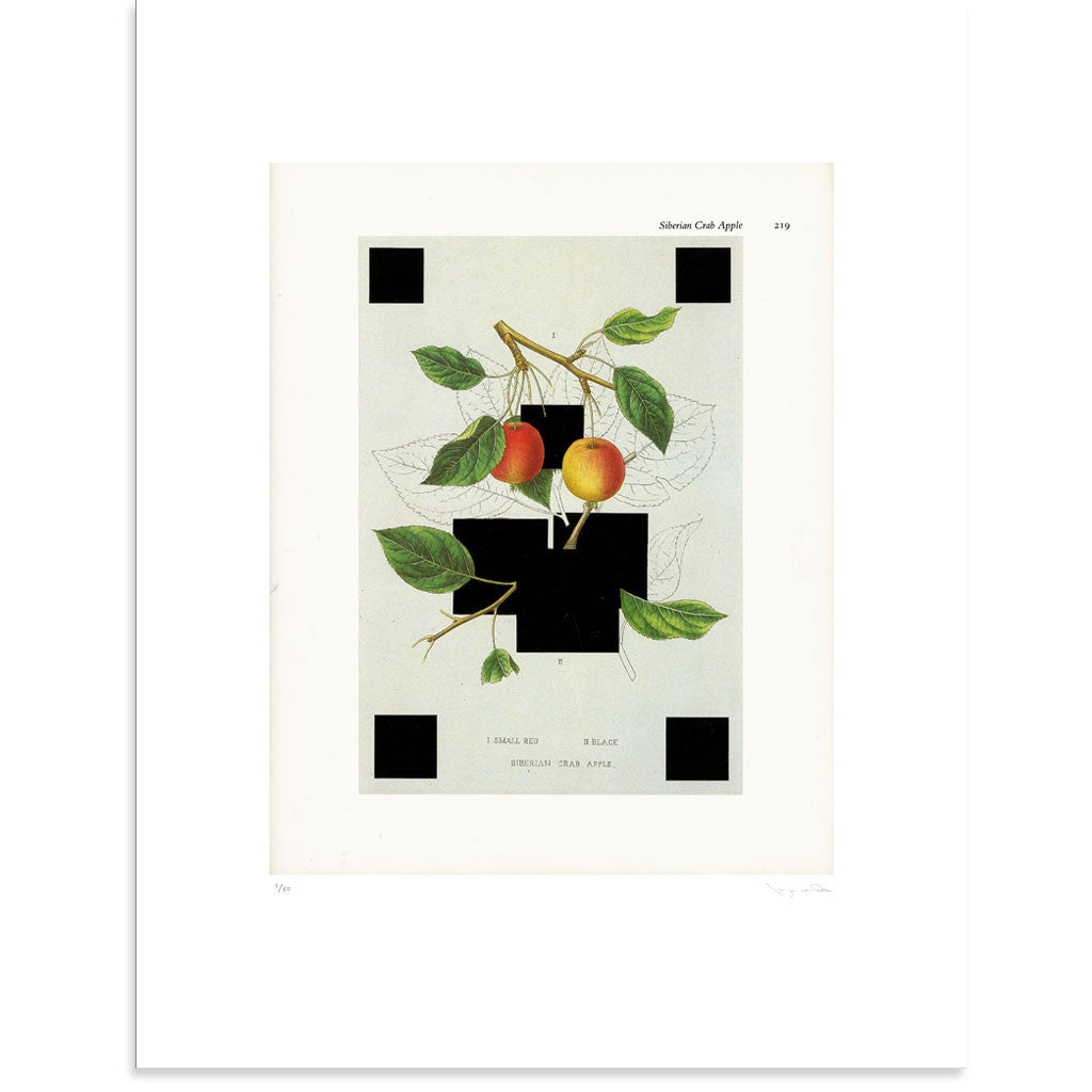 Siberian Crab Apple by Tasya van Ree | Print | Poster Child Prints