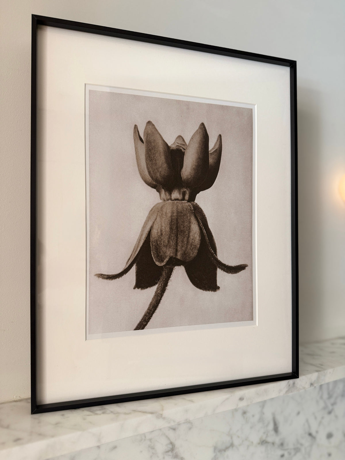 Botanical Relics I by Found Art-Found Art-Poster Child Prints