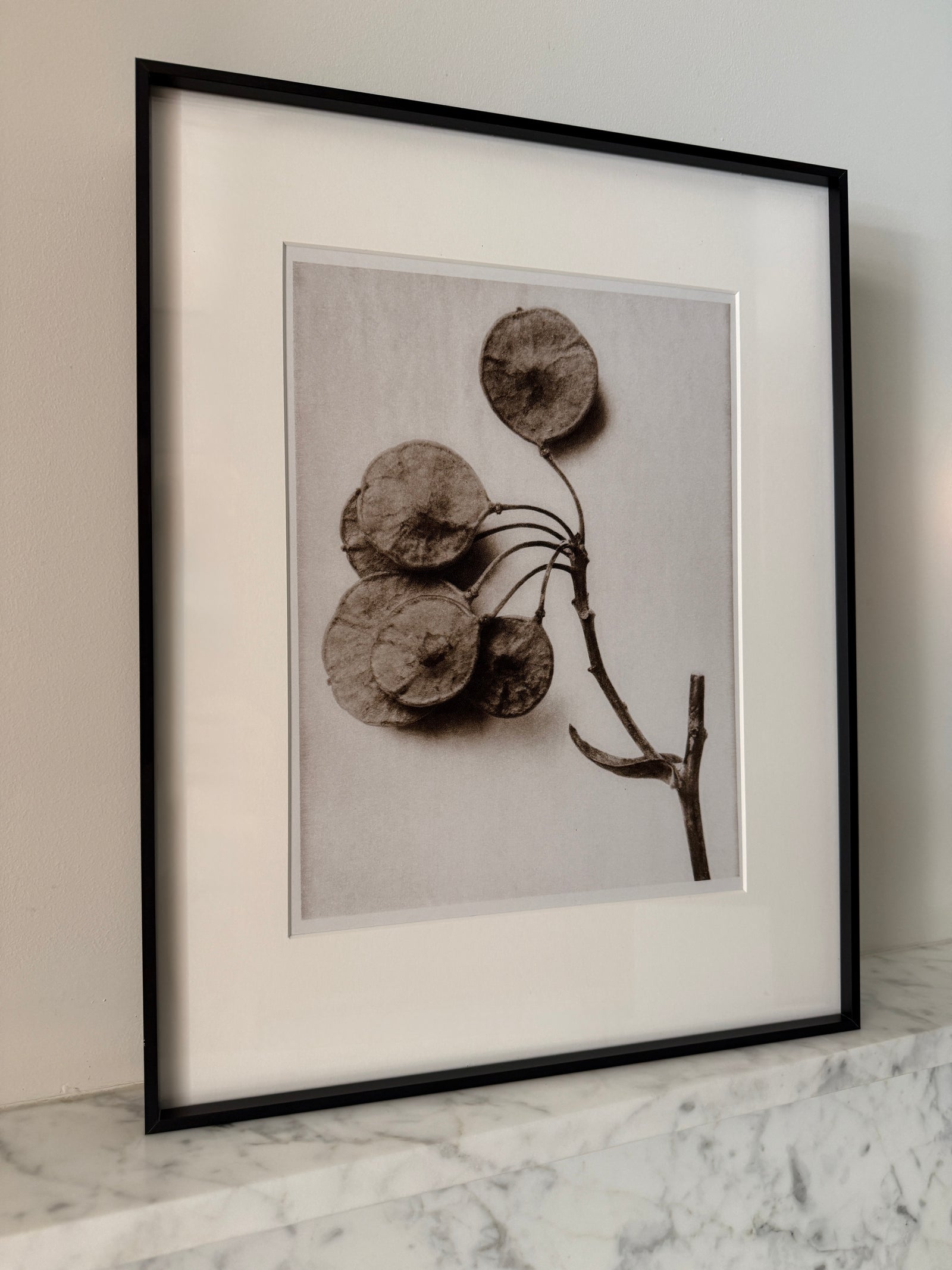 Botanical Relics II by Found Art-Found Art-Poster Child Prints