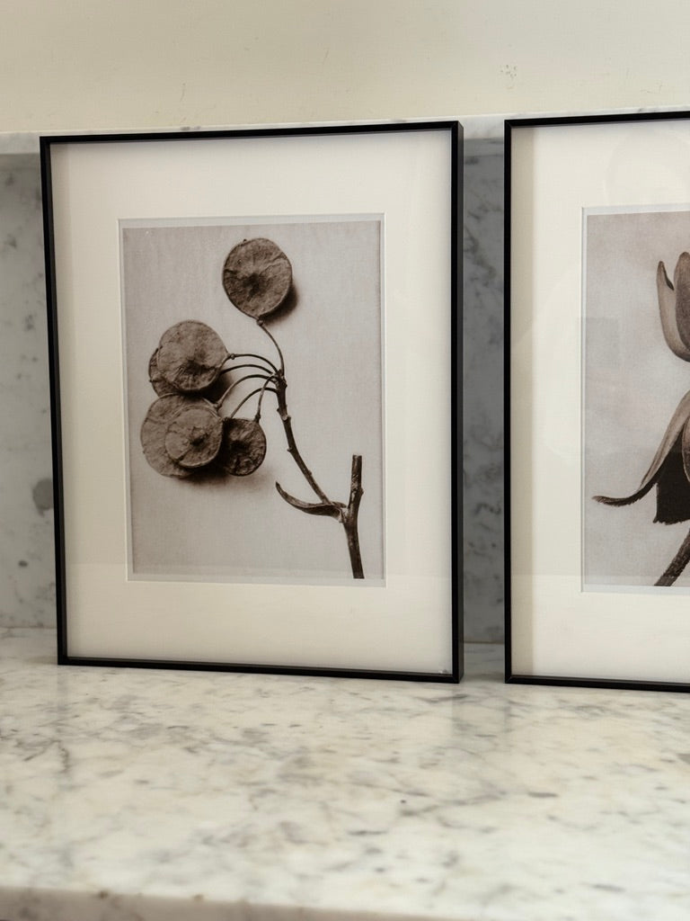 dried flowers (Copy) by Found Art-Found Art-Poster Child Prints