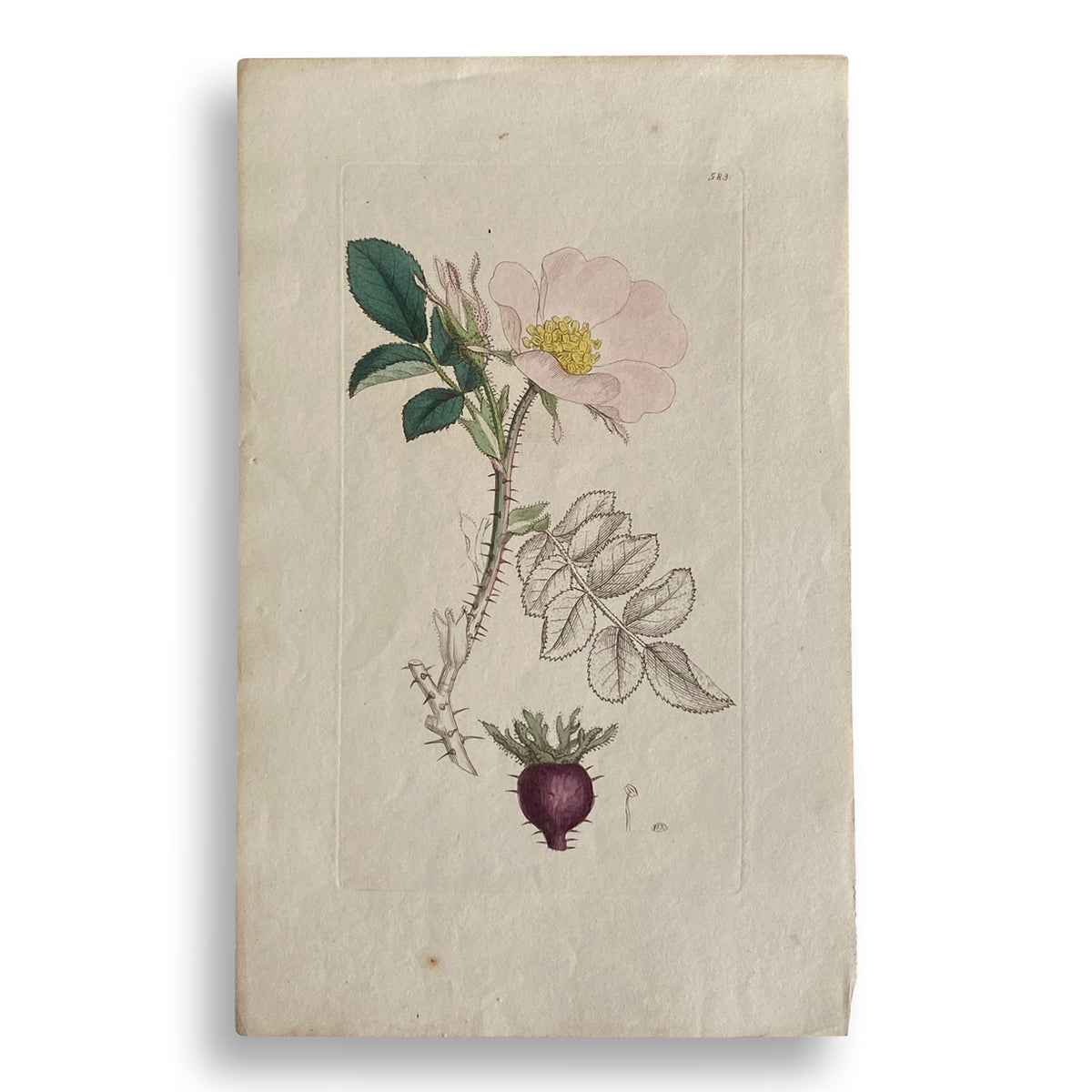The Pink Bloom by Found Art-Found Art-Poster Child Prints
