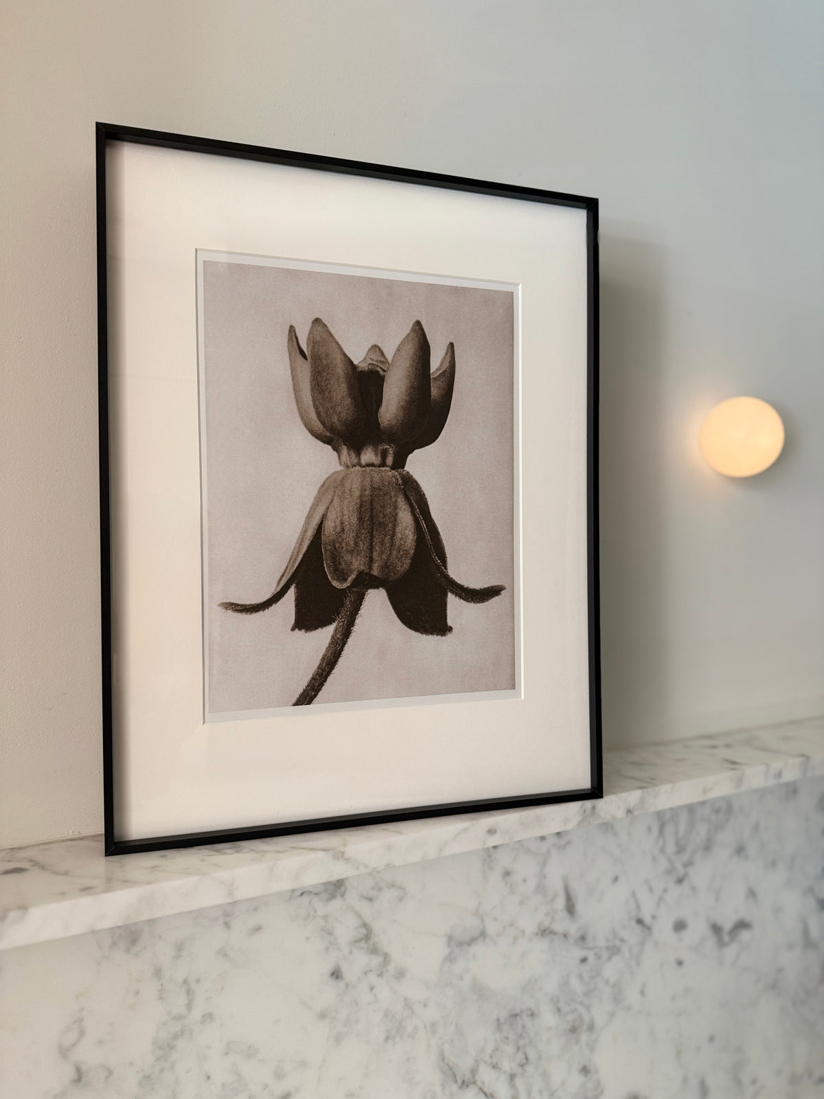 Botanical Relics I by Found Art-Found Art-Poster Child Prints