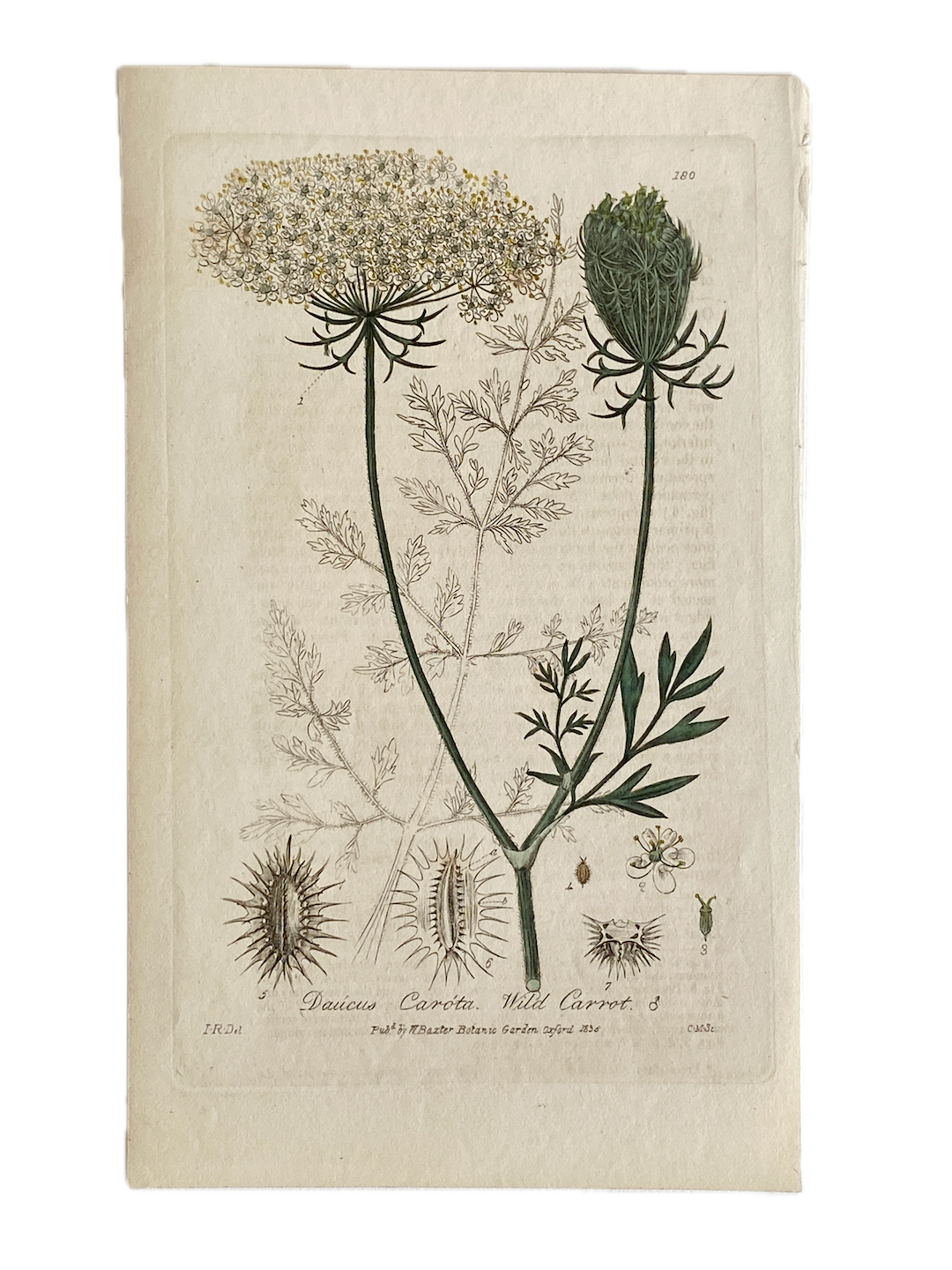 Dauicus by Found Art-Found Art-Poster Child Prints