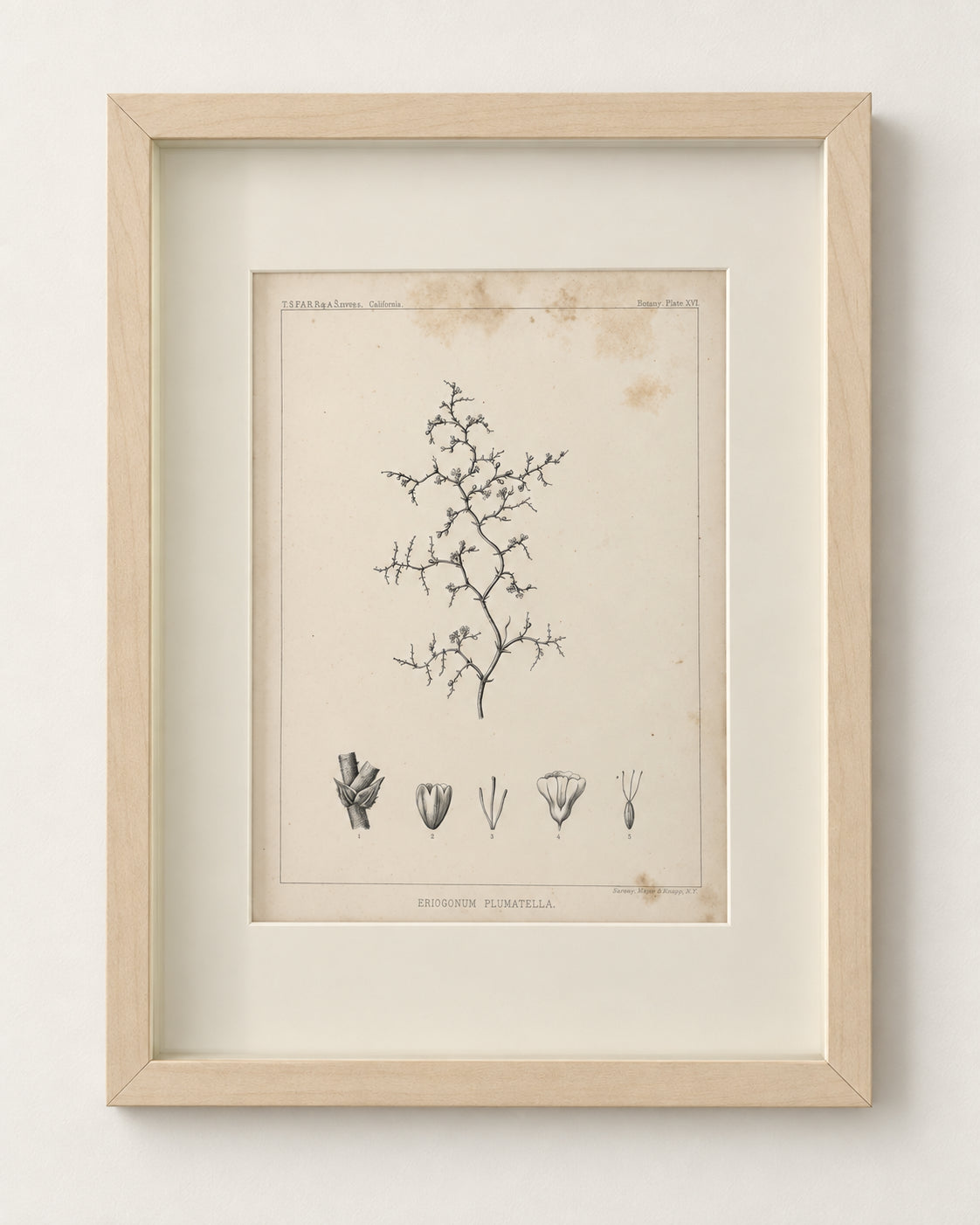 Antique botanical plate of Eriogonum plumatella matted in a pale maple frame