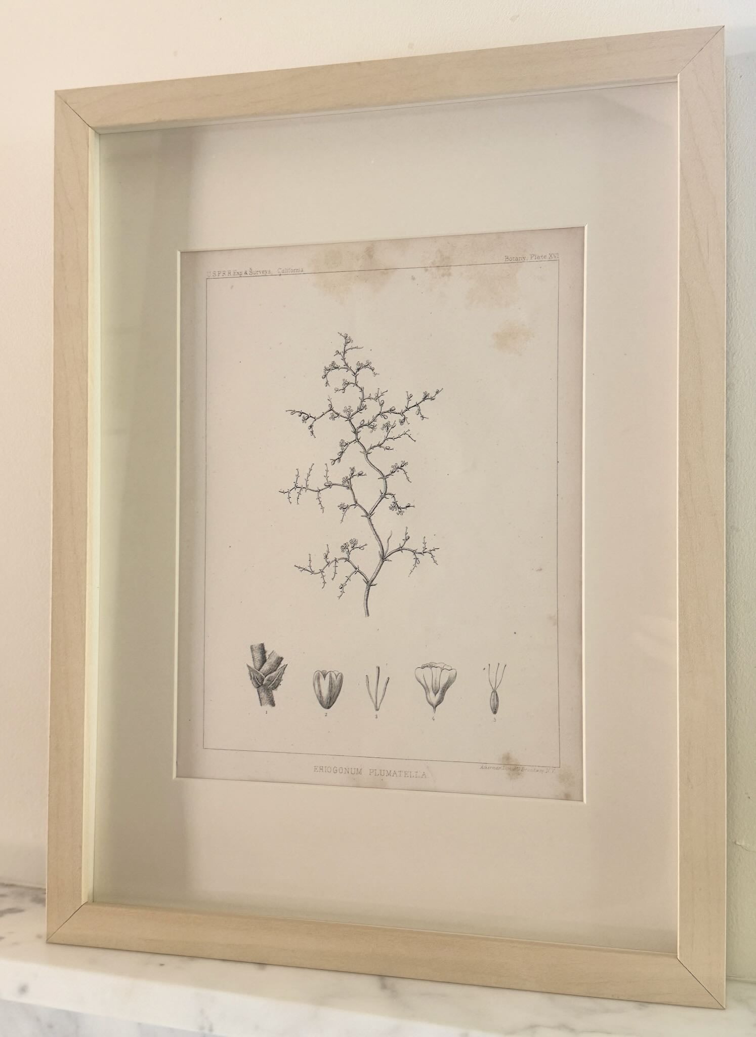 California Botanical Study XVI