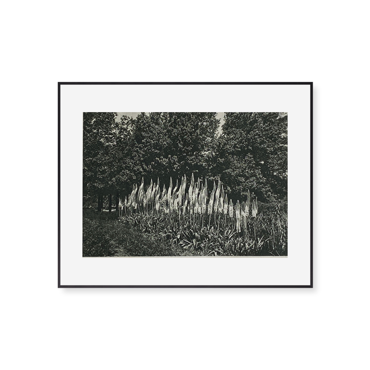 Foxtail Lilies by Found Art-Found Art-Poster Child Prints
