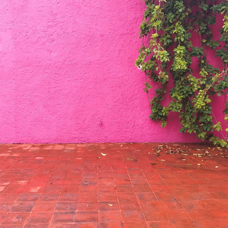 Pink Wall One by PCP Collection | Print | Poster Child Prints