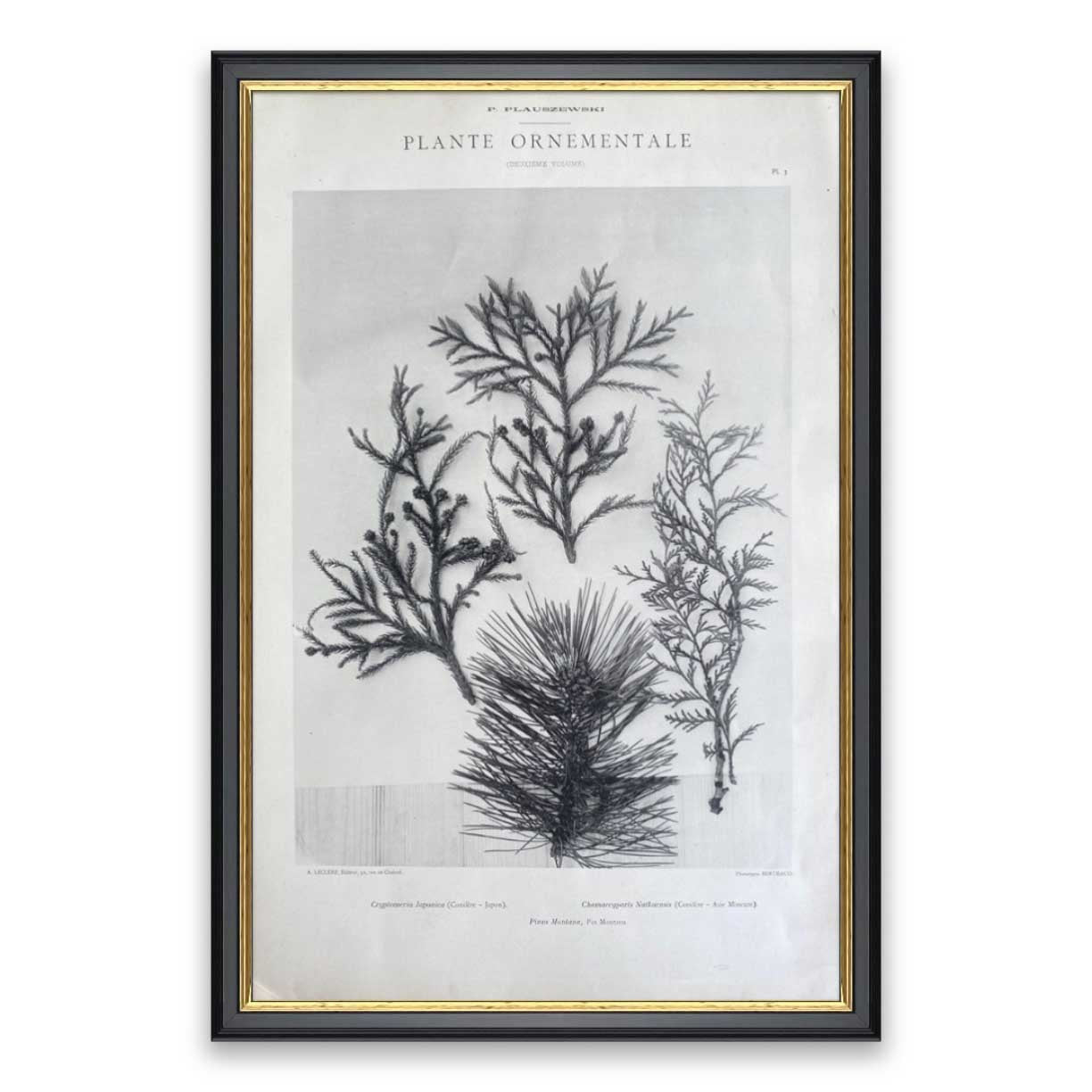 Plante Ornementale One by Found Art-Found Art-Poster Child Prints