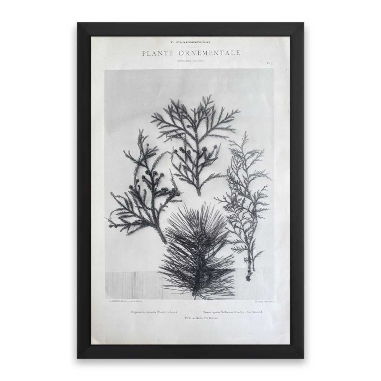 Plante Ornementale One by Found Art-Found Art-Poster Child Prints