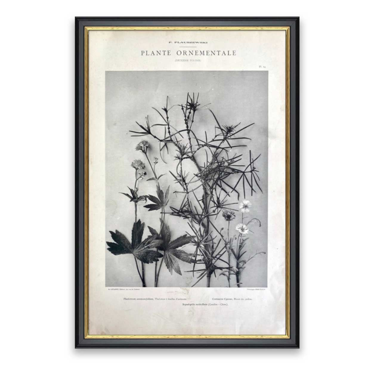 Plante Ornementale Two by Found Art-Found Art-Poster Child Prints