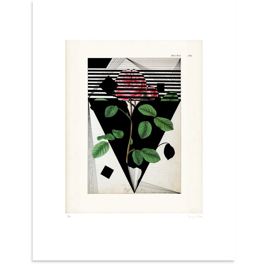 Moss Rose by Tasya van Ree | Print | Poster Child Prints